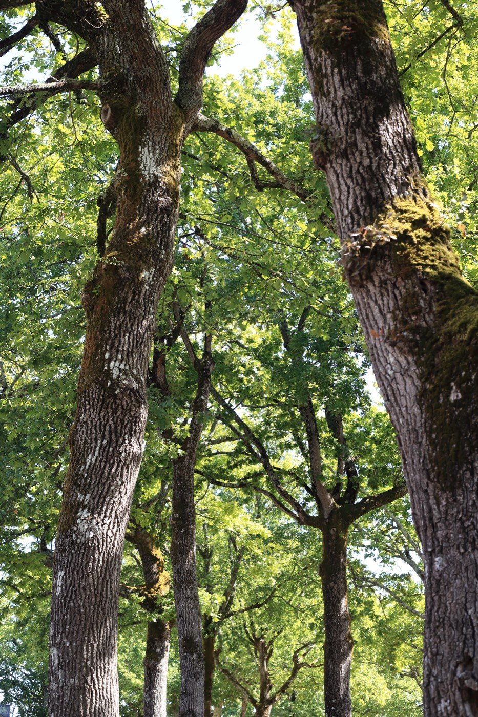 Activités sportives dans le parc
